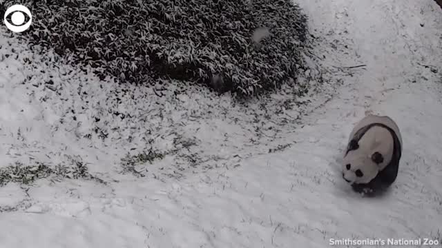 Watch: Pandas Play In The Snow At The National Zoo
