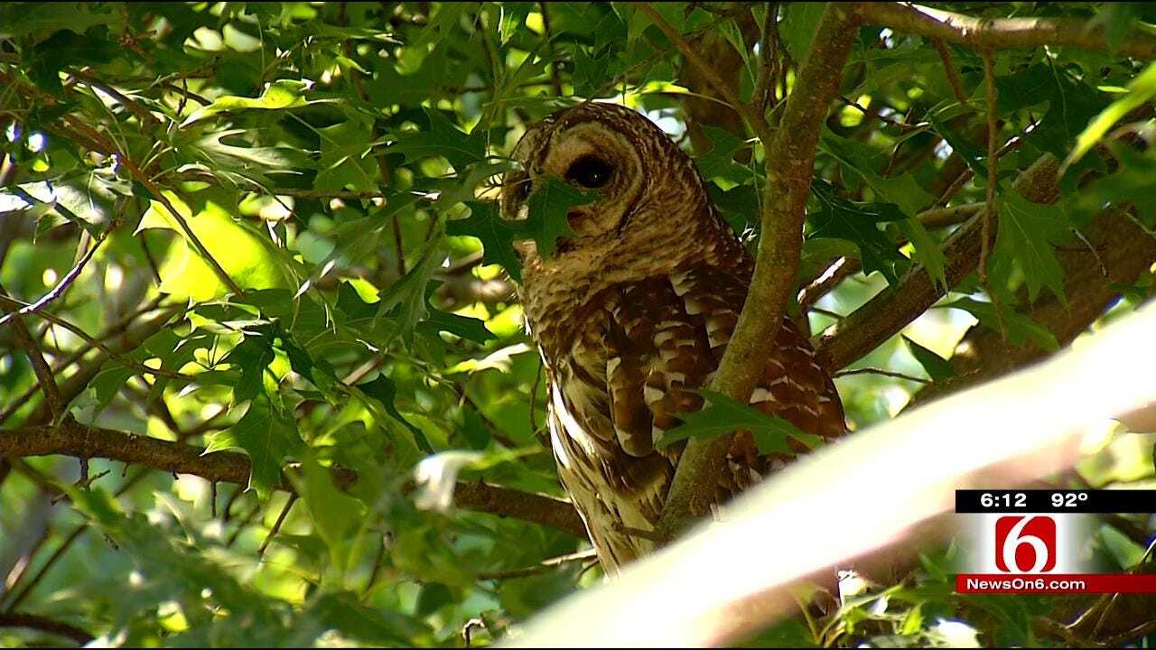 Midtown Tulsa Owl Babies Grow In Size And Number