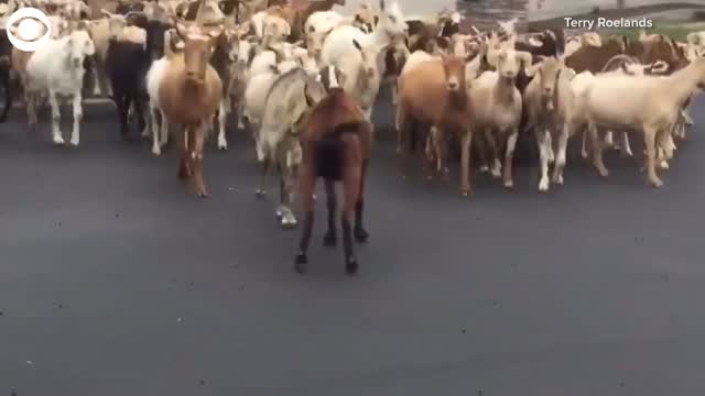 WATCH: Goats On The Loose In California