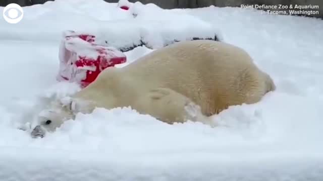WATCH: Polar Bear Enjoys Snow In Tacoma Zoo