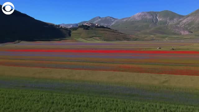 Watch: Colorful Flowers Bloom In Italy