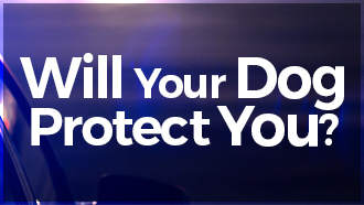 Would Your Dog Protect You From An Intruder?