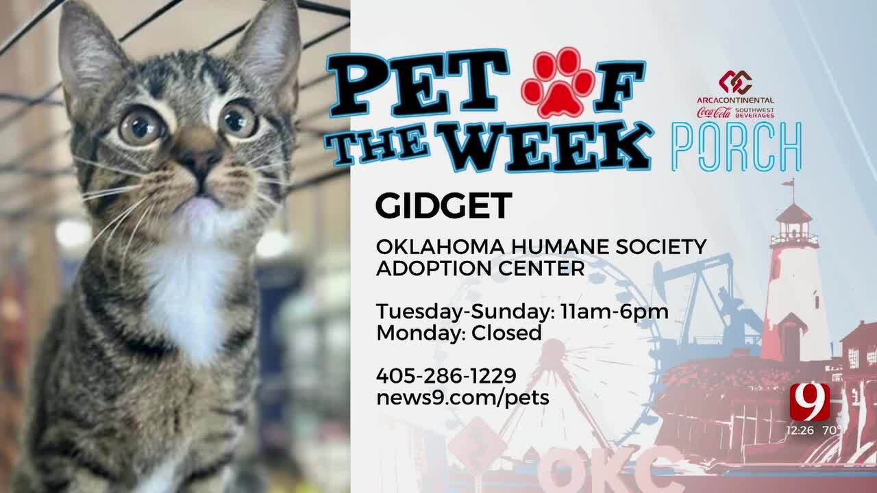Pet Of The Week: Gidget