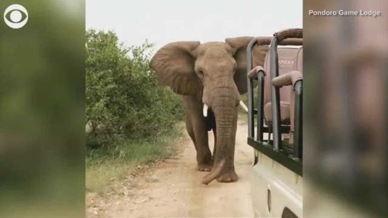 Elephant Chases After Safari Vehicle