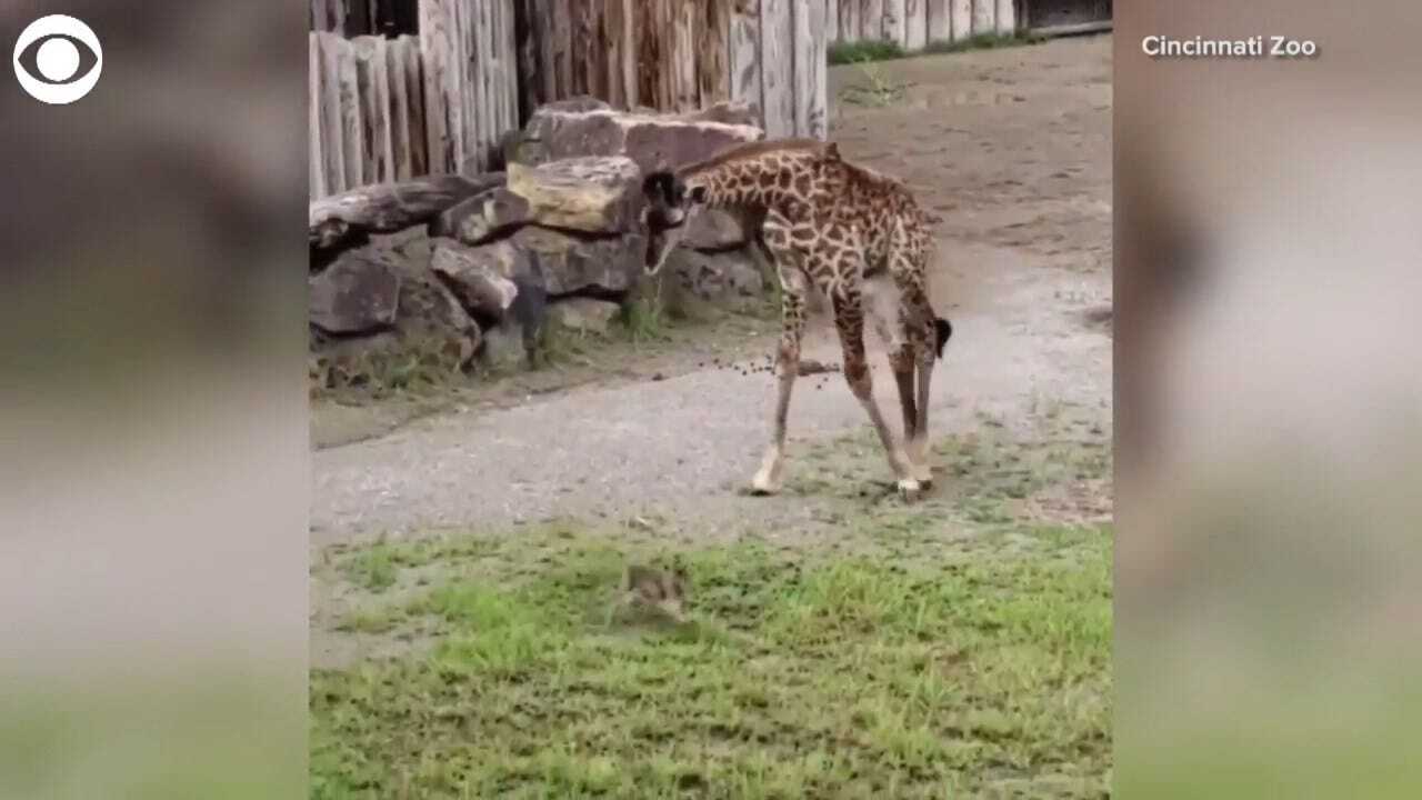 TOO CUTE! A Giraffe, Bunny Are Friends