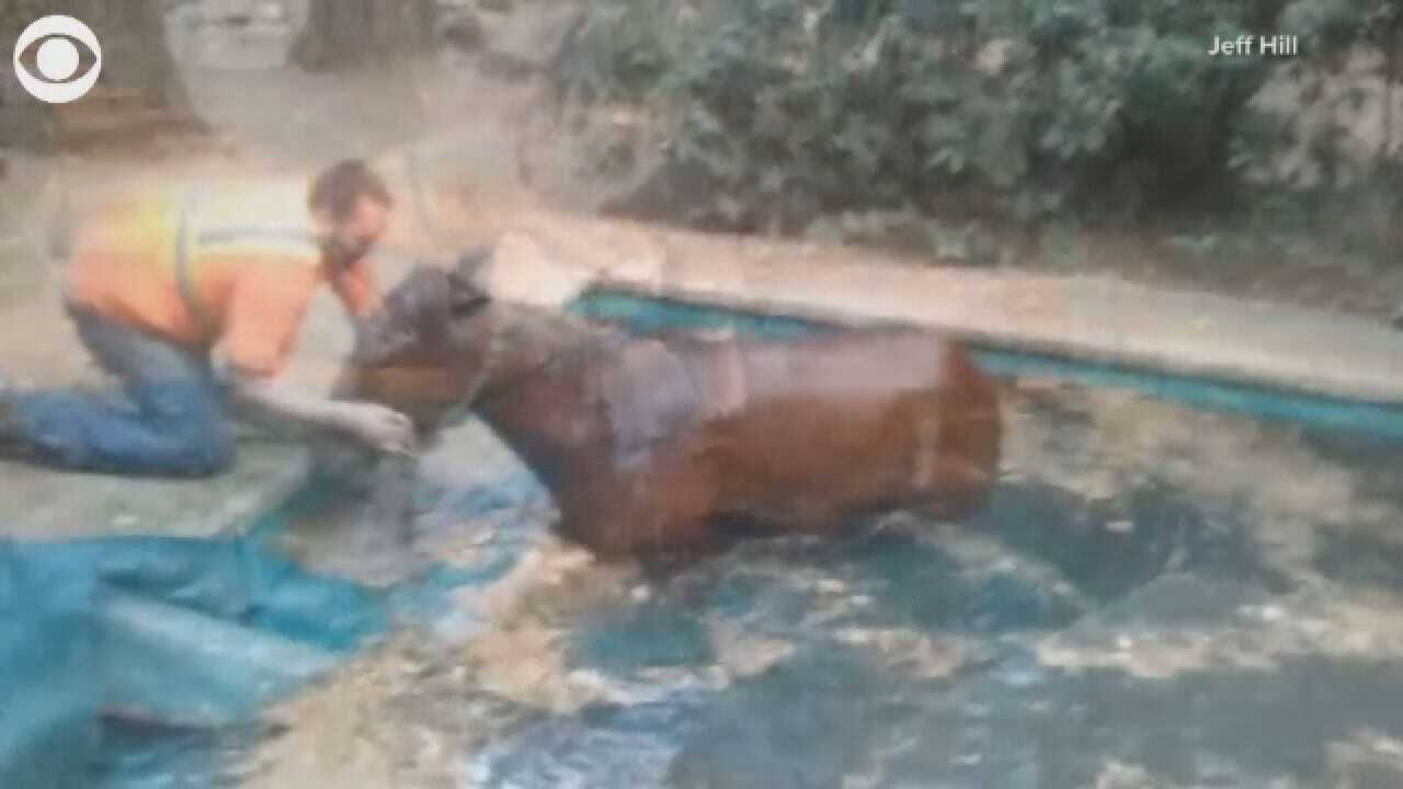 Horse Rescued From Pool After California Wildfire