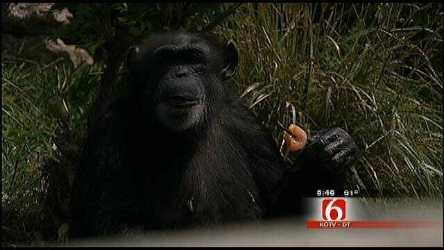 Bernsen The Tulsa Zoo Chimp Turns Five