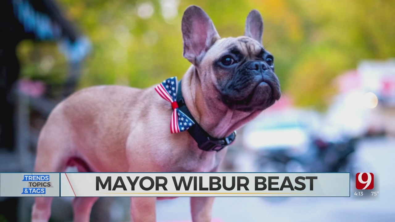 Trends, Topics & Tags: Bulldog Mayor