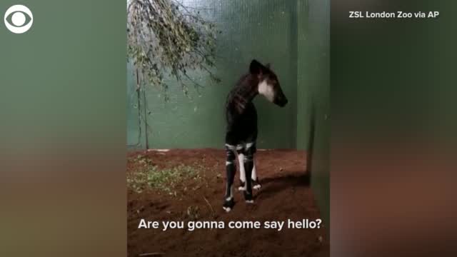 Watch: Okapi Born At London Zoo