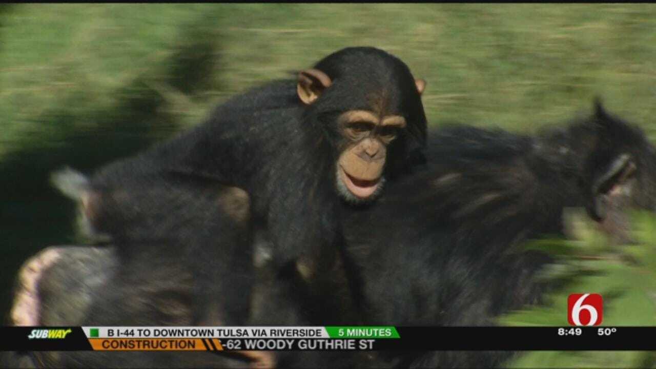 Chimpanzees Up Close At Tulsa Zoo Wild Wednesday