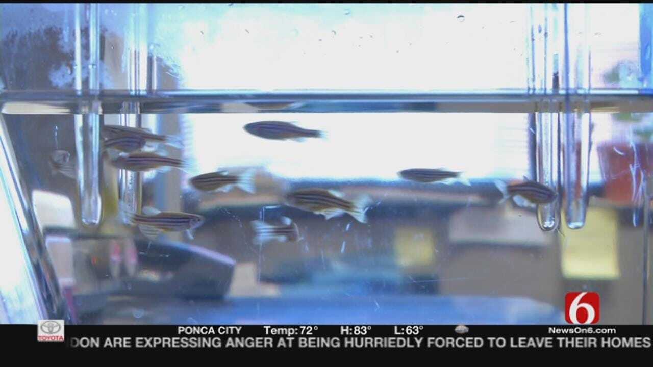 Medical Minute: Small Fish Playing Big Part In Medical Research