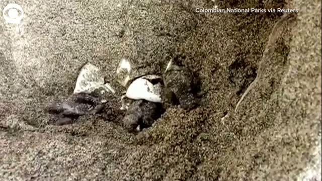 WATCH: More Than 100 Loggerhead Turtles Hatch In Colombia