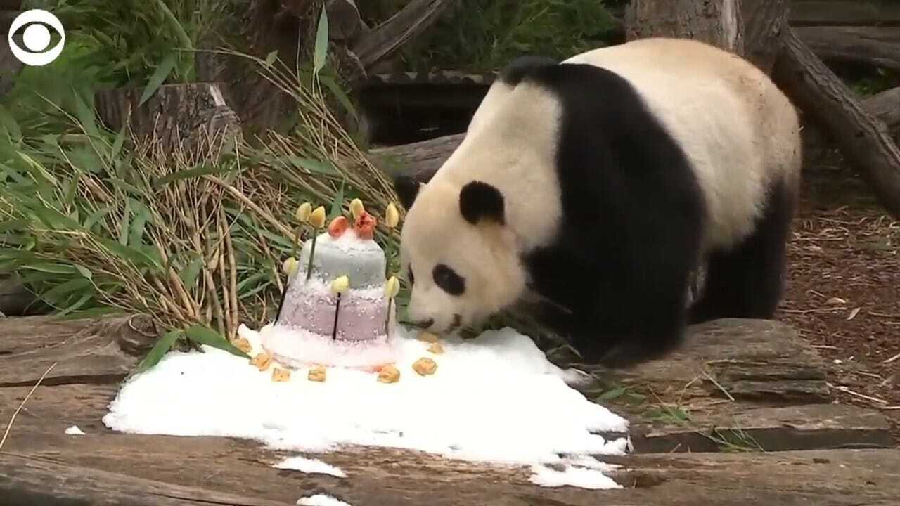 WATCH: Panda Celebrates His 9th Birthday