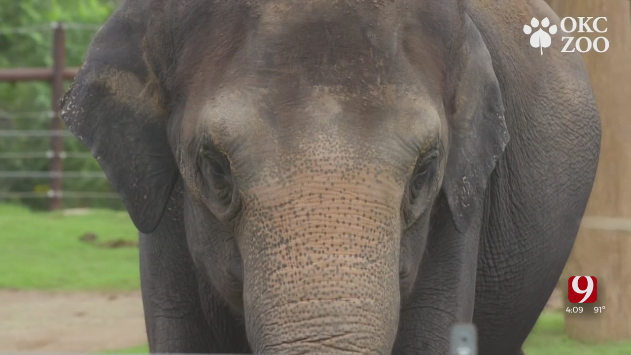 Oklahoma City Zoo Announces Endangered Asian Elephant Is Pregnant