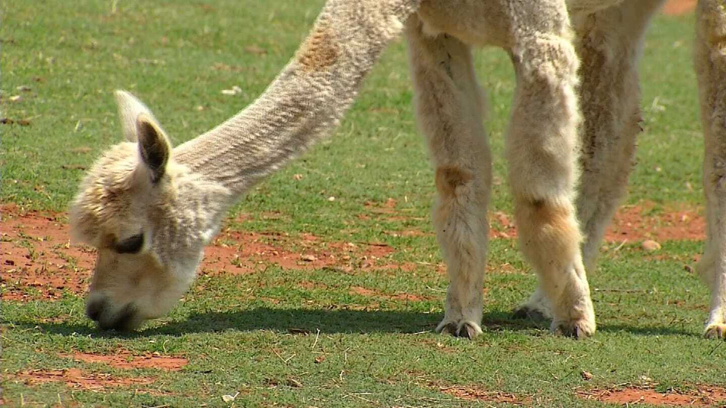 Oklahoma Family Raises Alpacas In Newcastle