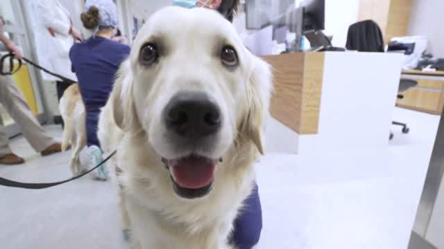 Hospital Launches Program To Bring Therapy Dogs To COVID Floors For Health Care Staff