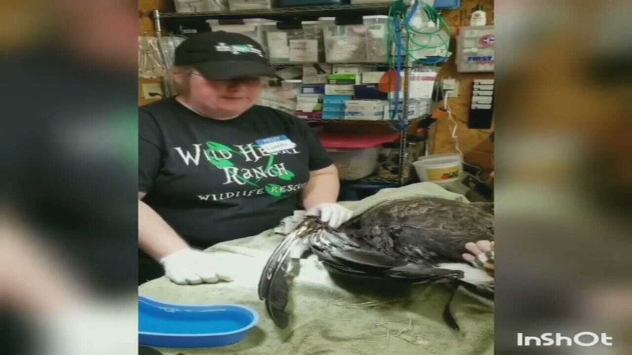 WEB EXTRA: Oklahoma Game Warden Video Of Wounded Bald Eagle