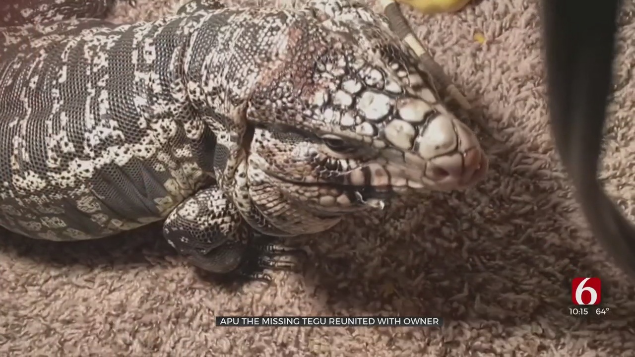 Apu The Missing Tegu Reunited With Owner