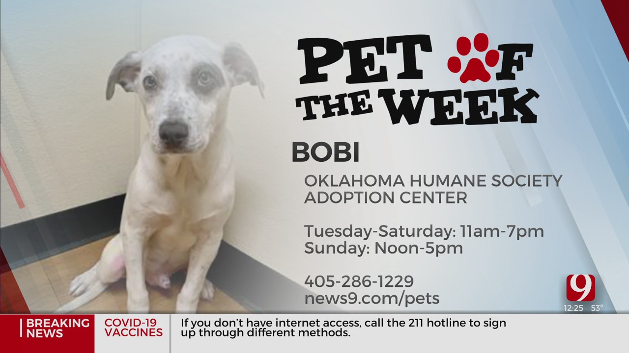 Pet Of The Week: Bobi