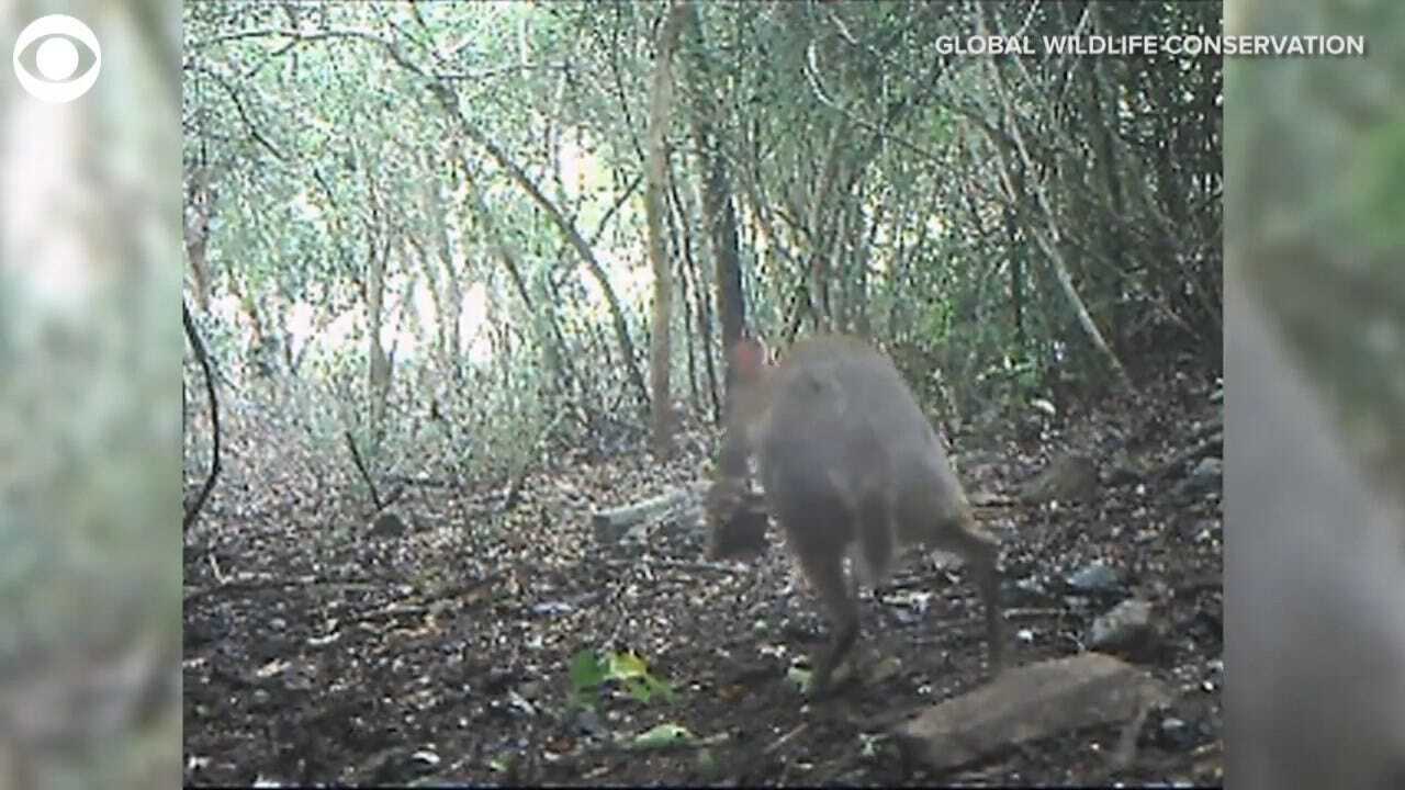 Elusive Fanged Mouse-Deer Caught On Camera After Disappearing For Almost 30 Years