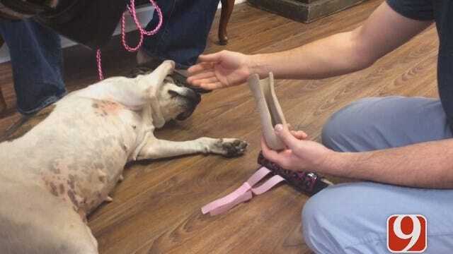 WEB EXTRA: Former Bait Dog With Deformed Paw Gets Prosthesis
