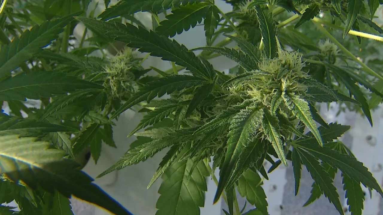 Oklahoma Medical Marijuana Sales Grew In May