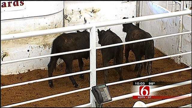 Cattle Sales In Oklahoma Spike In Wake Of Heat