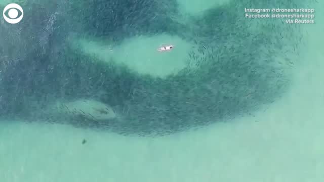 WATCH: Drone Video Shows Swimmers' Close Encounter With Sharks
