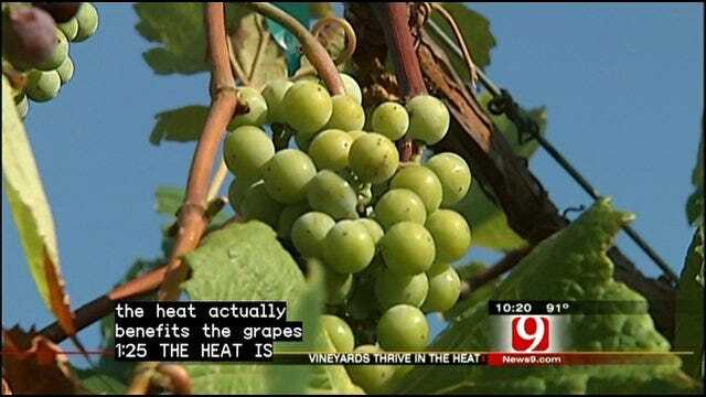 Heat Helps Oklahoma Vineyards Harvest Sweeter Grapes