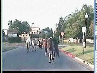 Video From The News On 6 As We Followed The Horses Across Tulsa