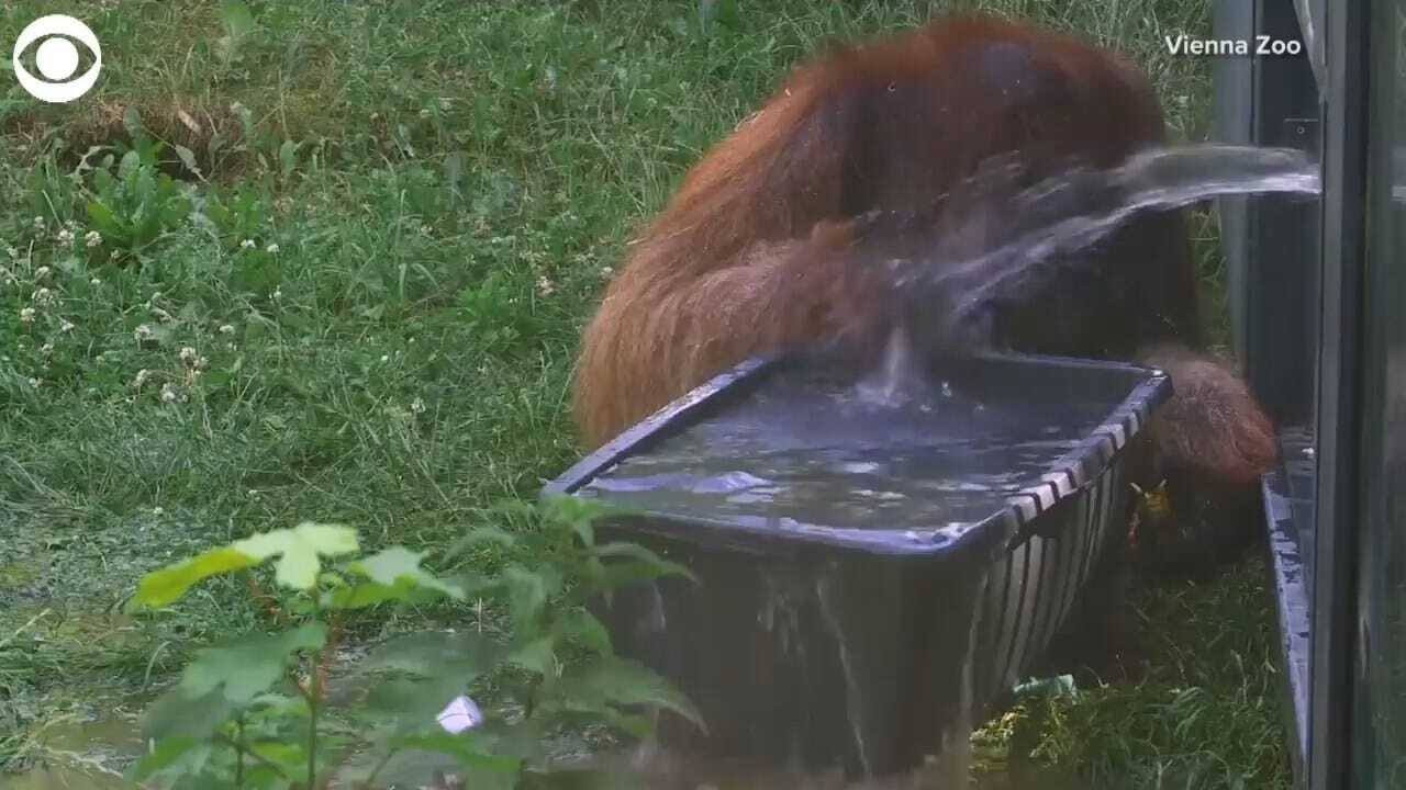WATCH: Orangutans Cool Off