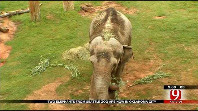 Seattle Elephants Finally Arrive In Oklahoma City