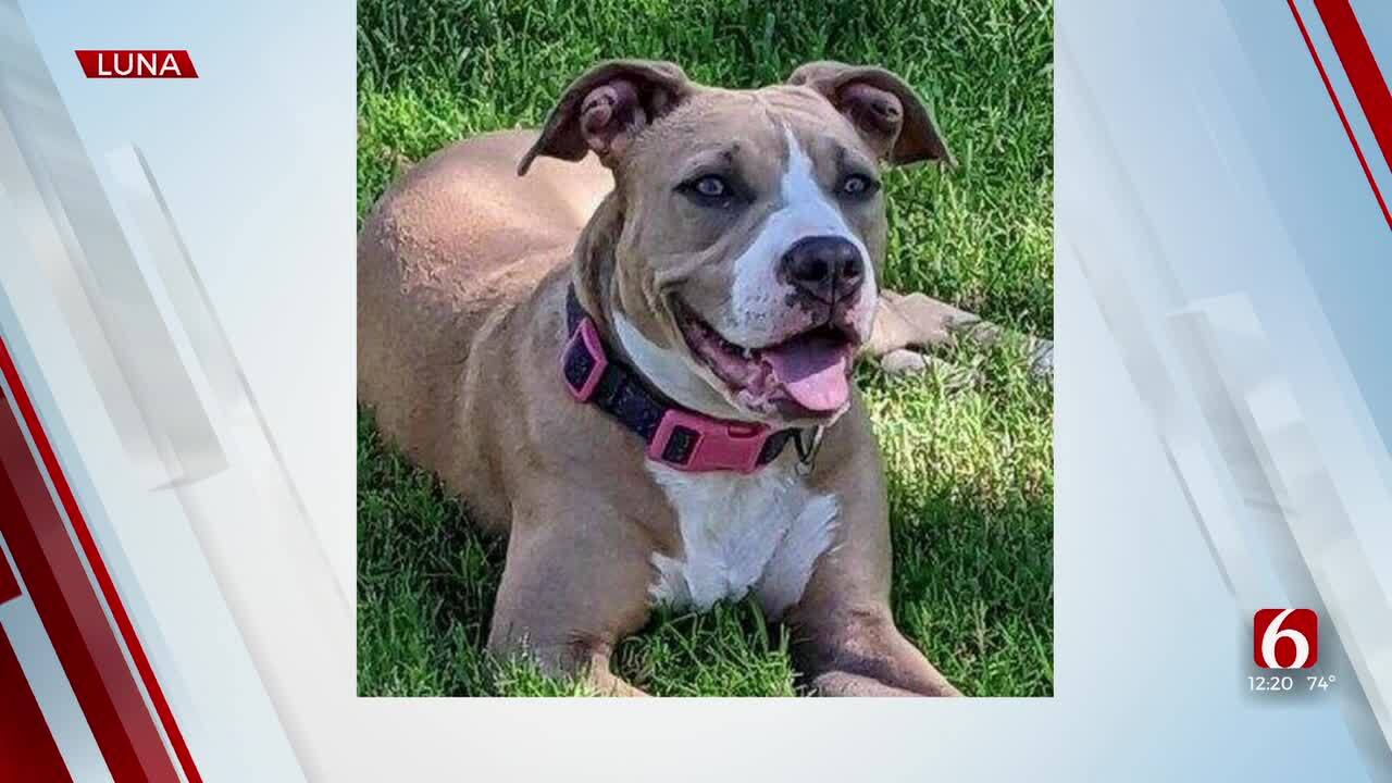 Pet of the Week: Luna The Pit-Mix