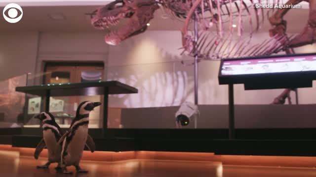 WATCH: The Penguins Izzy & Darwin Take A Field Trip To A Chicago Museum