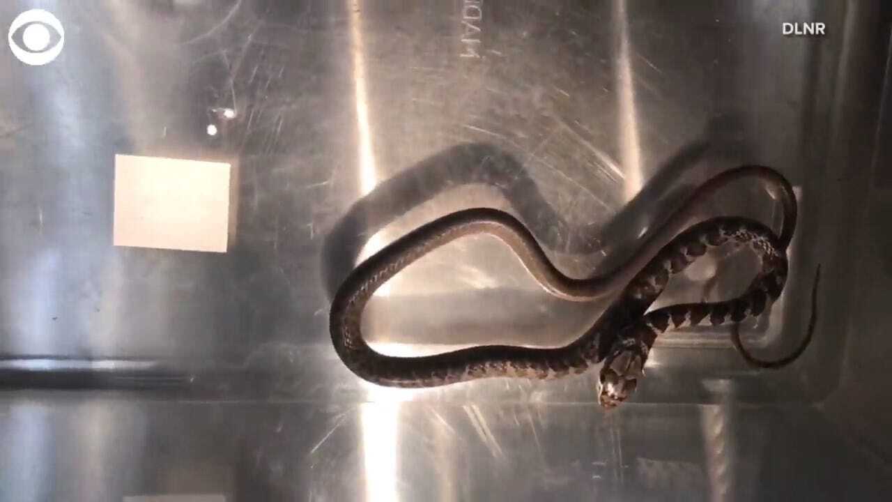 WATCH: Snake Slithers Out Of Traveler's Backpack