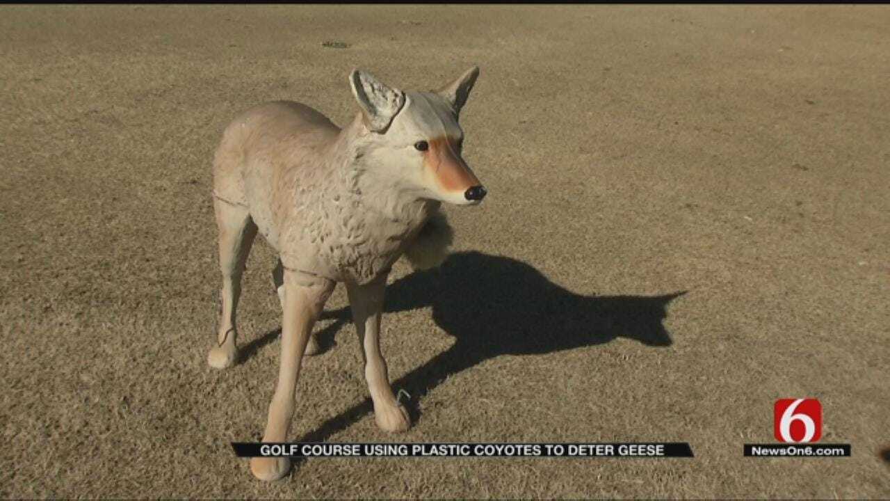 Plastic Coyotes Scaring More Than Just Geese At Bailey Ranch Golf Course