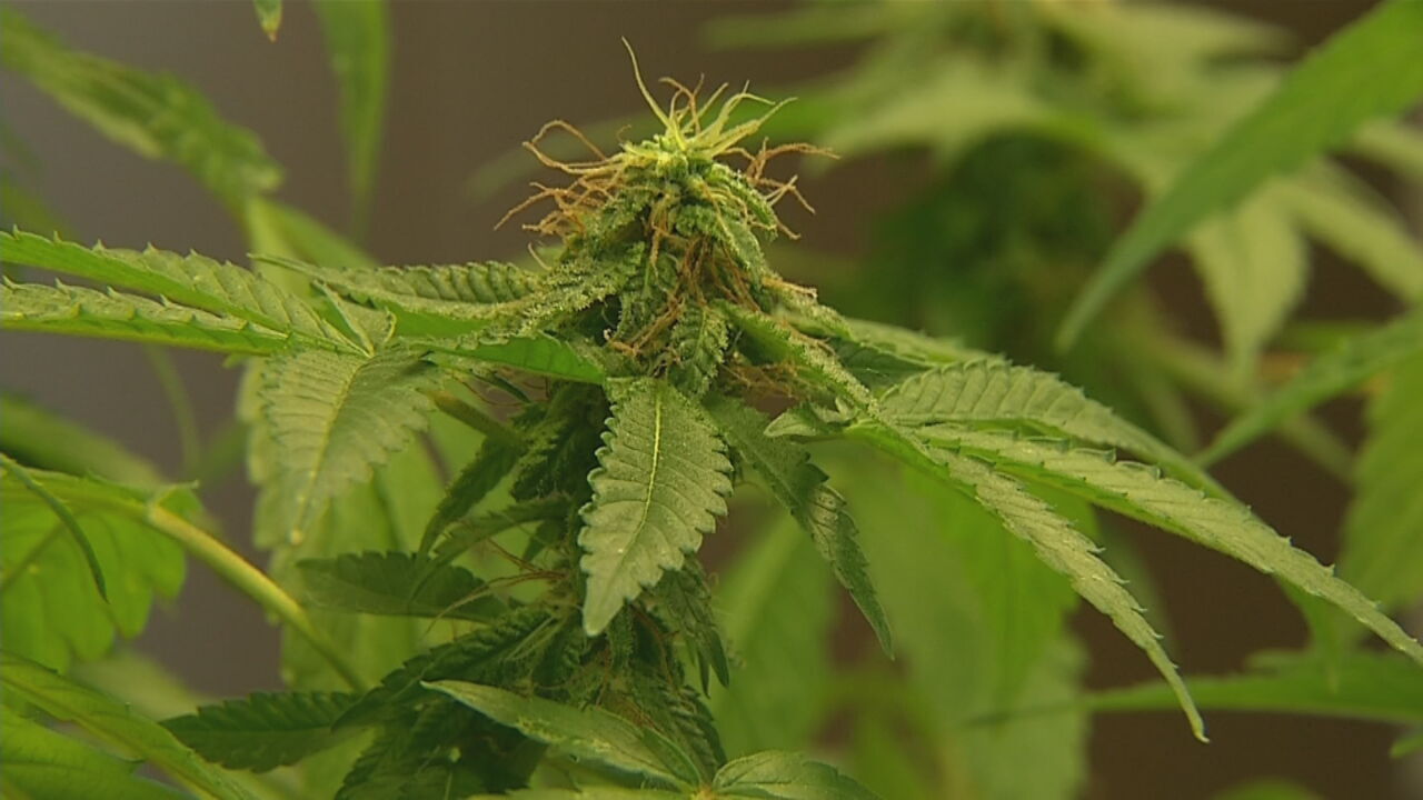 Oklahoma Supreme Court Allows Two Marijuana State Questions To Move Forward