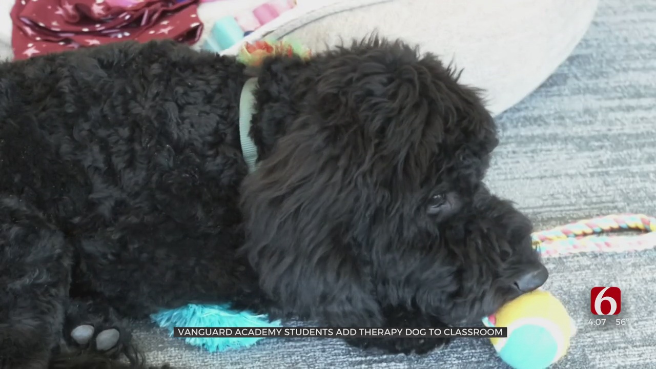 Vanguard Academy Students Add Therapy Dog To Classroom