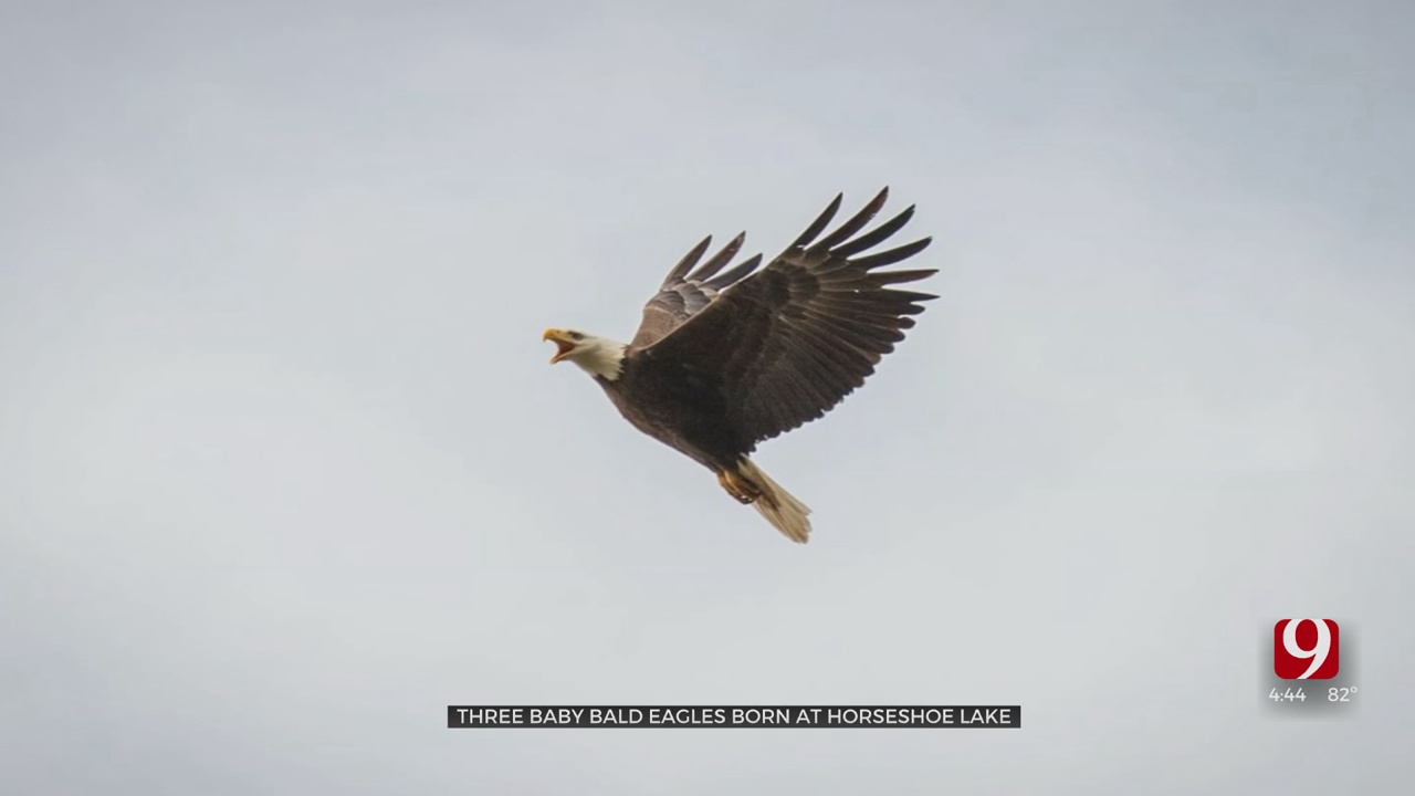 Bald Eagles Hatch 3 Eaglets Near OG&E Power Plant In Harrah