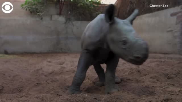 TOO CUTE! Baby Rhino Frolics With Mom 