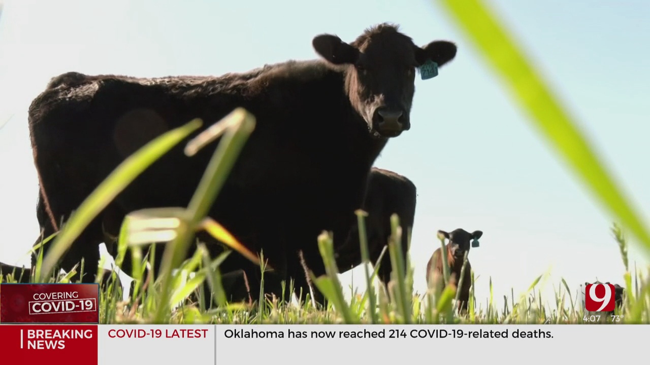 Oklahoma Ranchers See 17% Cut In Beef Prices Due To Coronavirus (COVID-19)
