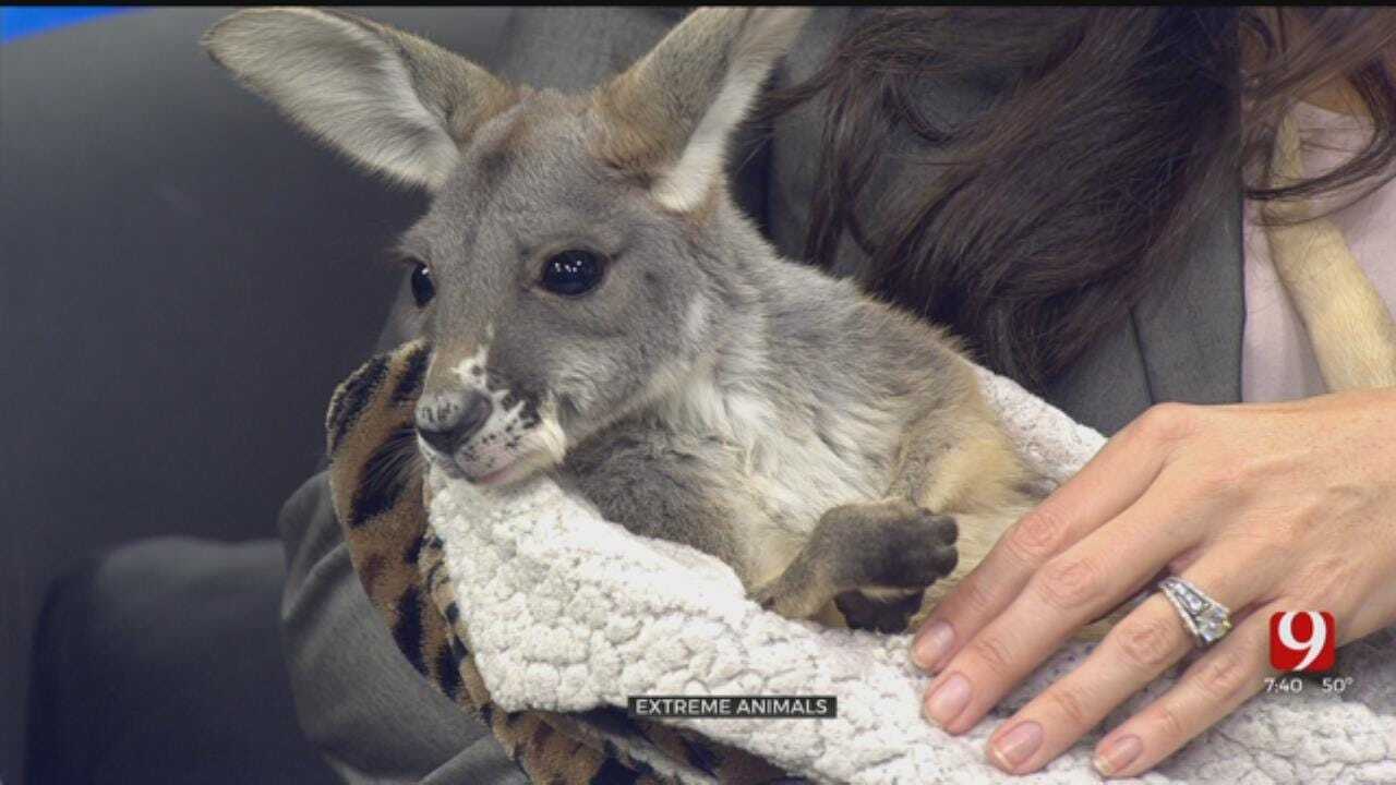 Extreme Animals Makes A Visit To News 9