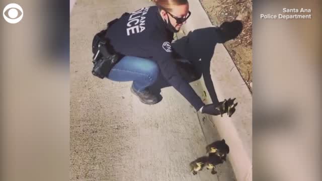 Watch: California Police Officer Gives Some Ducklings A Lift