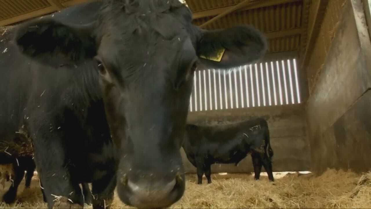 Tinder For Cows Takes 'Meat Market' To The Next Level