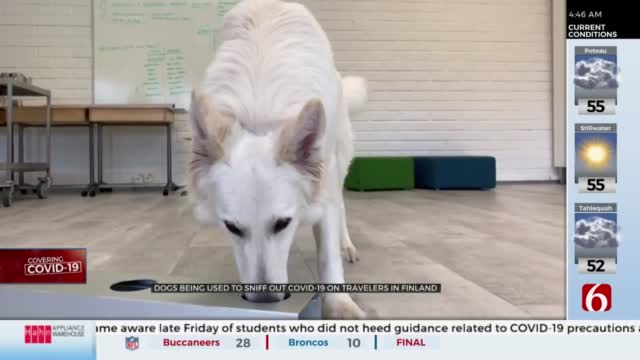 WATCH: Finland Airport Using Dogs To Sniff Out COVID-19