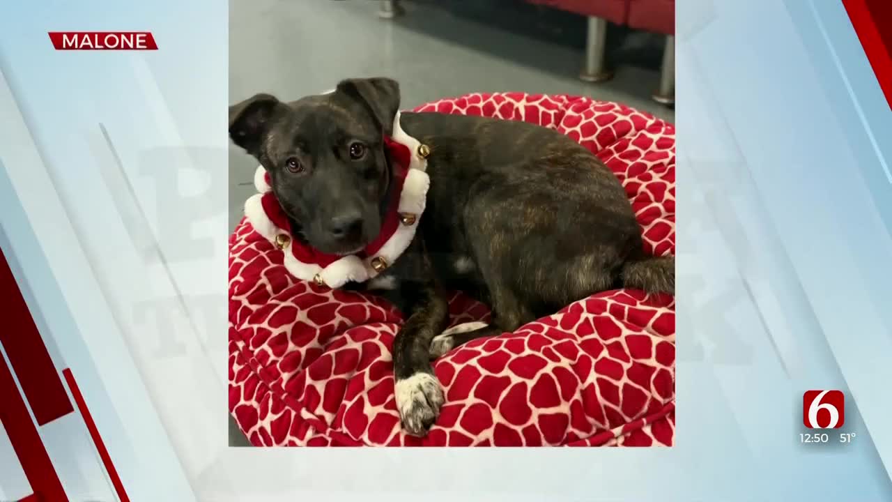 Pet of the Week: Malone