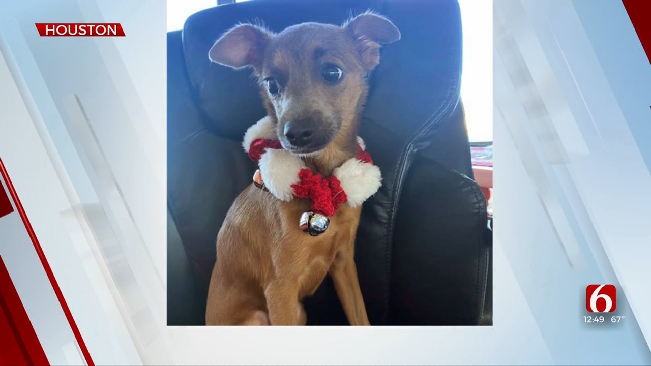 Pet Of The Week: Houston The Chihuahua Mix