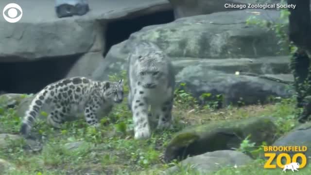 Watch: Snow Leopard Cub Makes Debut At Chicago's Brookfield Zoo