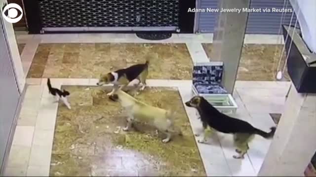 WATCH: Cat Rescues Kittens From Group Of Dogs