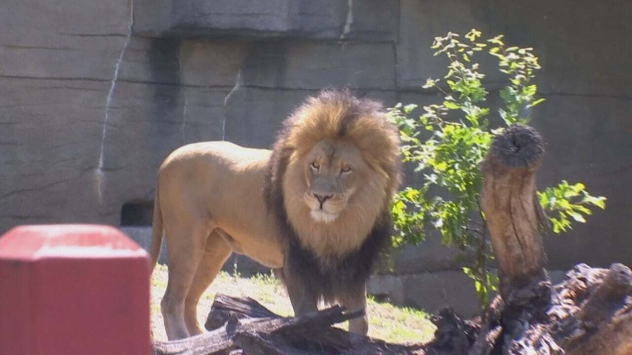 Watch: Cast Members Of 'The Lion King' Visit The Tulsa Zoo